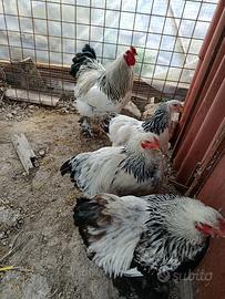 Gallo gallina brahama