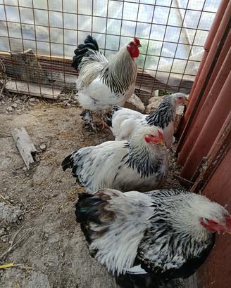 Gallo gallina brahama