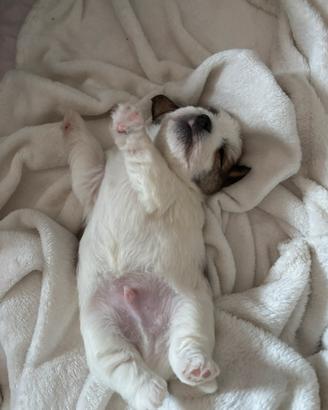 Piccoli cuccioli