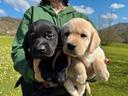 cuccioli-di-labrador-retriever