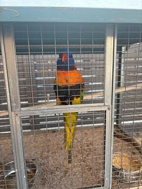 Lory