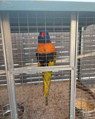 Lory