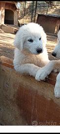 Cucciola pastore abruzzese 