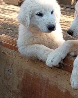 Cucciola pastore abruzzese 