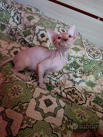 Cucciolo di Canadian sphynx