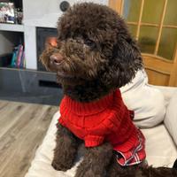 Barboncino nano colore cioccolato