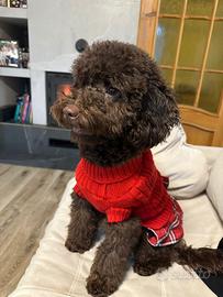 Barboncino nano colore cioccolato