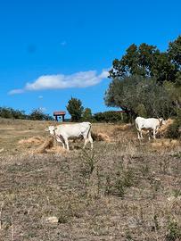 Mucca - Mucche