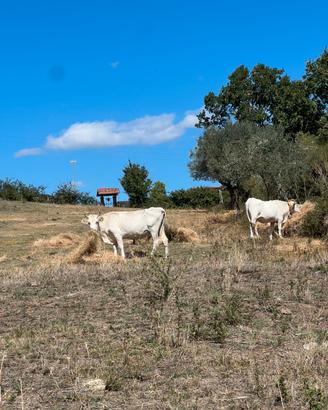 Mucca - Mucche