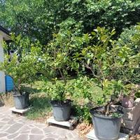 pianta limone