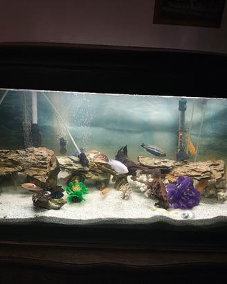 acquario 