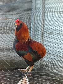 Gallo auracana