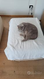 Alessandro animali