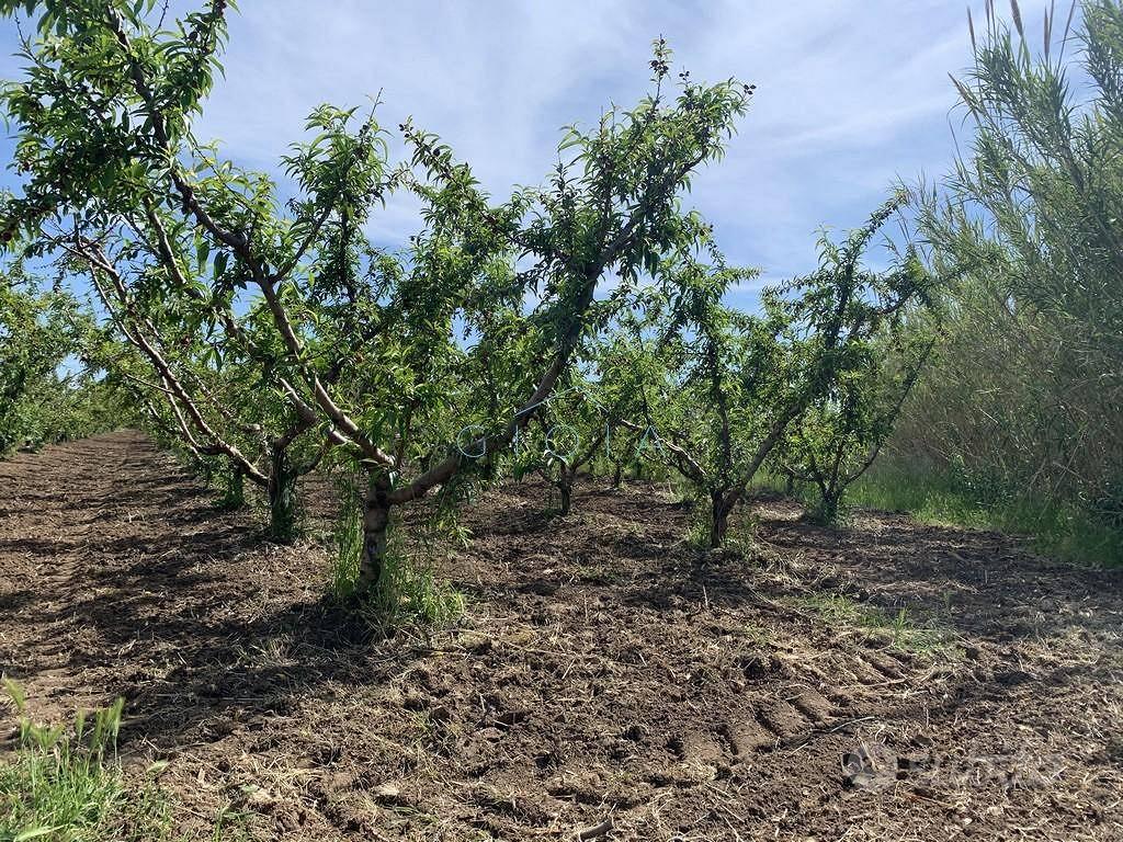 Terreno di 6000 m² a Mondragone - Vista 3