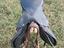 Immagine 1