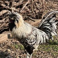 Gallo razza padovana