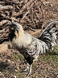 Gallo razza padovana