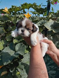 Shihtzu o Shitzu