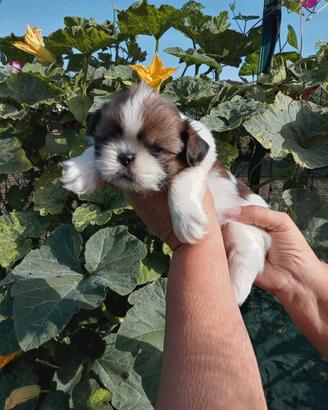 Shihtzu o Shitzu