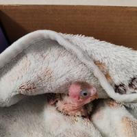 Cocorite allevate a mano