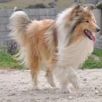 Maschio di pastore scozzese adulto