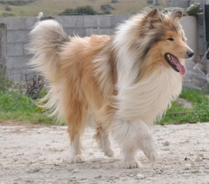 Maschio di pastore scozzese adulto