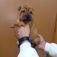 Shar Pei