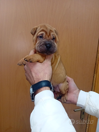 Shar Pei