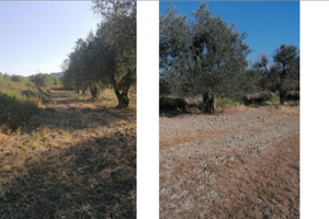 Terreno e appartamento