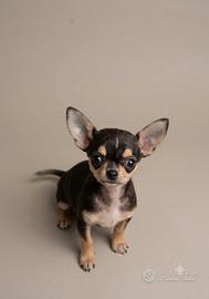 Cucciola di chiwawa
