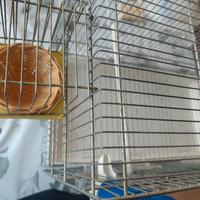 gabbia da cova completa di accessori 