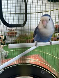 Inseparabile (agapornis)