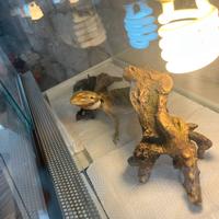Pogona - drago barbuto