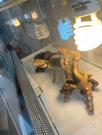 Pogona - drago barbuto