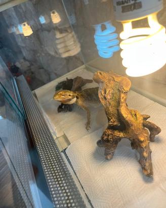 Pogona - drago barbuto