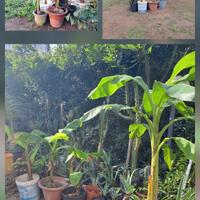 Banani e piante varie.