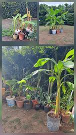 Banani e piante varie.