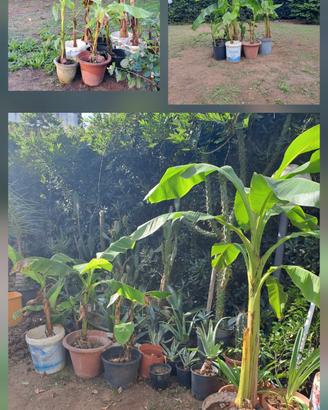 Banani e piante varie.