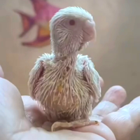 Cocorite allevate a mano