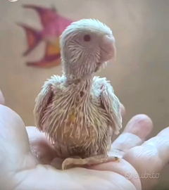 Cocorite allevate a mano