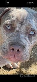 American bully quasi 1 anno