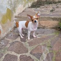 Mini cucciolo di chihuahua