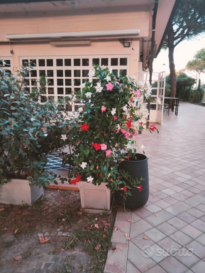 Scaletta porta piante da esterno - Giardino e Fai da te In vendita a Bologna