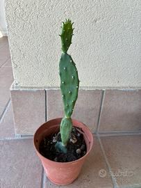 Pianta grassa H 32 cm