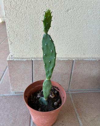 Pianta grassa H 32 cm
