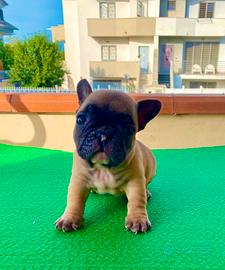 Bouledogue Francese