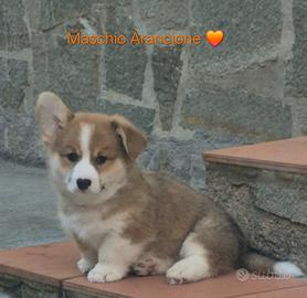 Welsh Corgi Pembroke
