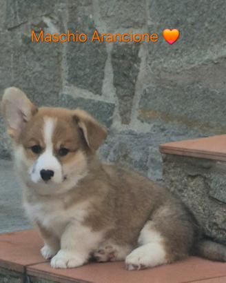 Welsh Corgi Pembroke