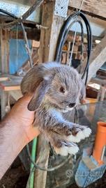 Coniglietti ariete nani