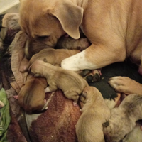 Pitbull e Amstaff